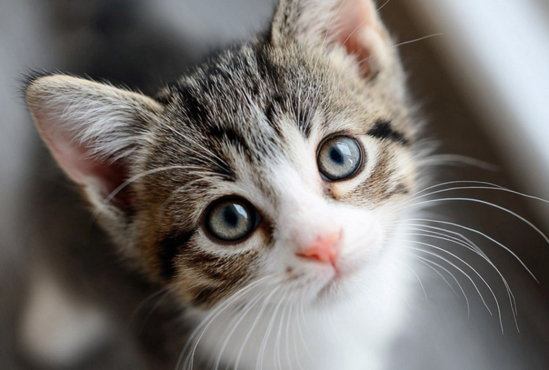 Как понять кошку без слов: язык тела, мимика и скрытые сигналы