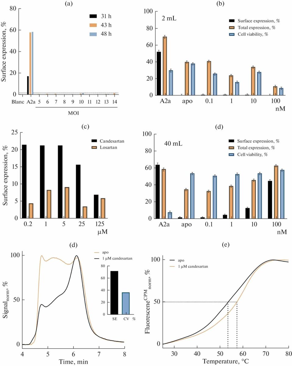    Оптимизация экспрессии AT1. (a) Изменение MOI и времени инкубации во время экспрессии AT1 в отсутствие лиганда. Blanc представлен нетрансфицированными клетками и служит отрицательным контролем; A2a является стабильно экспрессирующим GPCR, служащим положительным контролем экспрессии. Пунктирная линия указывает на уровень поверхностной экспрессии 2%. (b) Изменение концентрации кандесартана от 0,1 до 100 нМ для повышения уровня SE в 2 мл ( вверху ) и 40 мл ( внизу ) культуральной среды. Рецептор A2a использовали в качестве положительного контроля экспрессии. (c) Сравнение влияния кандесартана и лозартана на уровень поверхностной экспрессии путем изменения его концентрации от 0,2 до 120 мкМ в 2 мл культуральной среды. (d) Профили SEC AT1 WT показали, что добавление 1 мкМ кандесартана во время экспрессии значительно улучшило поверхностную экспрессию белка и увеличило мономерную фракцию очищенного белка. SE, поверхностная экспрессия; CV, жизнеспособность клеток. (e) Анализ температурного сдвига очищенного AT1 дикого типа подтвердил функциональность белка. Пунктирные линии обозначают температуру плавления белка. Стандартные ошибки пренебрежимо малы по сравнению с абсолютными значениями, поэтому они не показаны / © «Биохимия»