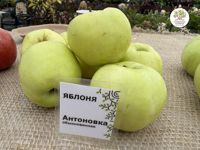 Яблоня сорта Антоновка Обыкновенная