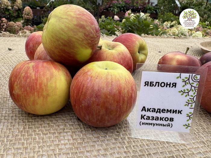 Яблоня сорта Академик Казаков
