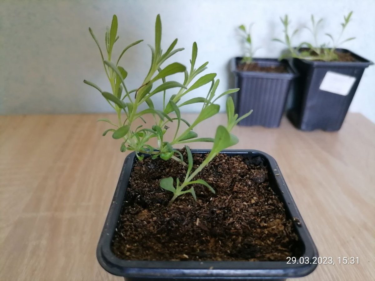Одна из попыток вырастить зимующую лаванду, фото автора