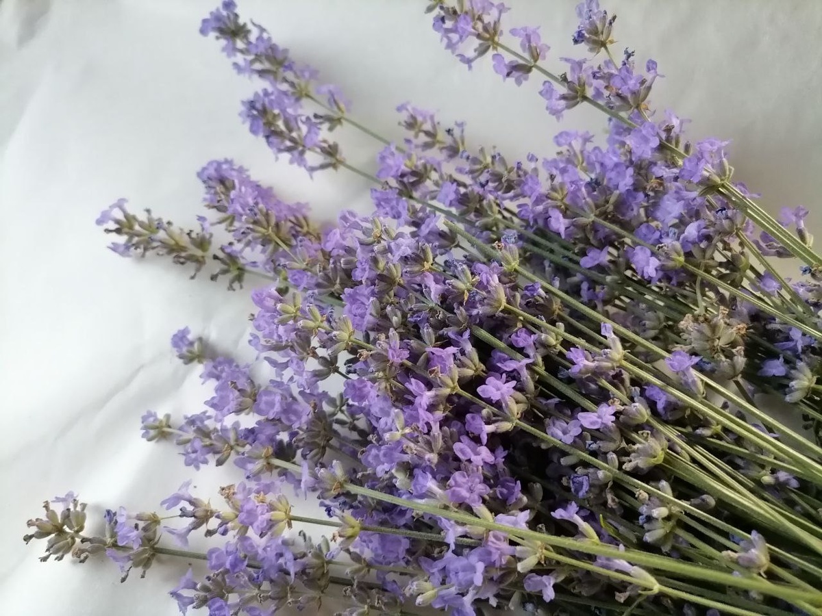 Сушу свою лаванду, фото автора