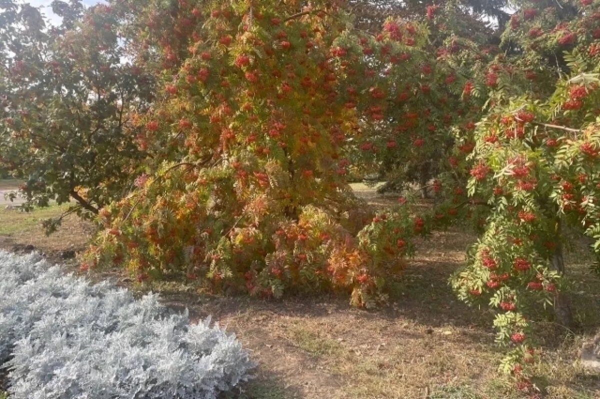    Первый снег выпадет в Самаре 17 октября