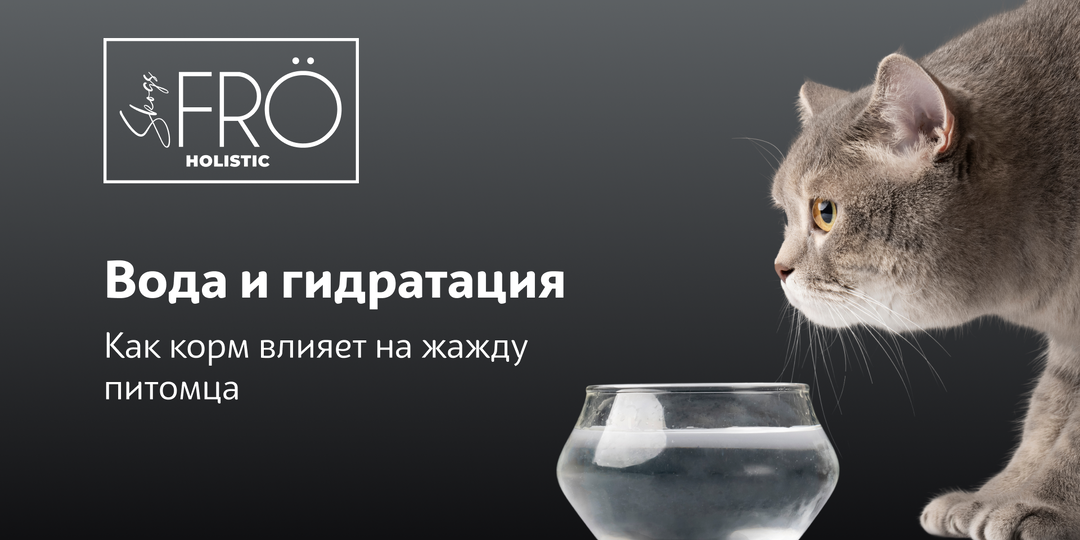 Вода и гидратация: как корм влияет на жажду питомца