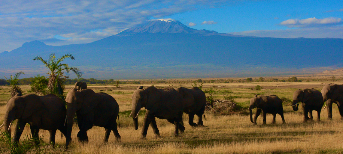 Слоны на фоне горы Килиманджаро