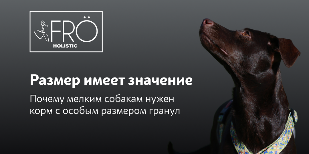 Почему мелким собакам нужен корм с особым размером гранул