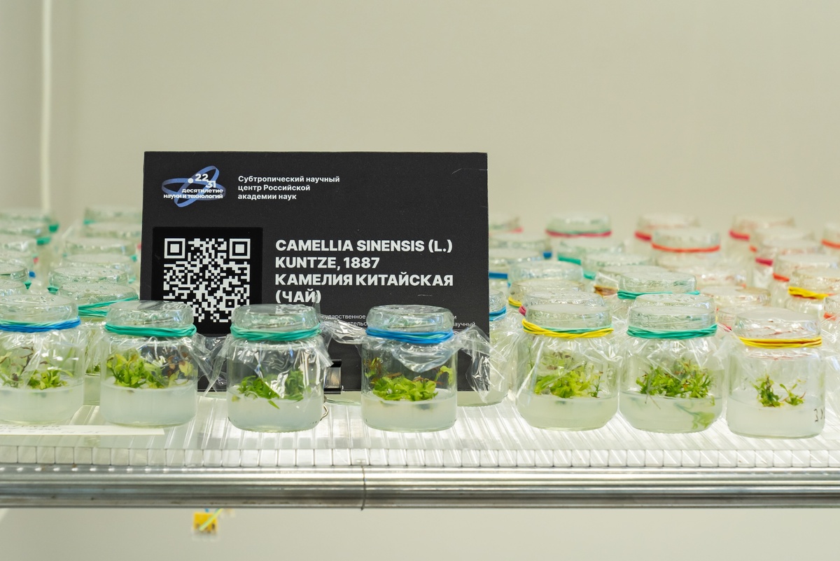    Фото: пресс-служба Субтропического научного центра РАН