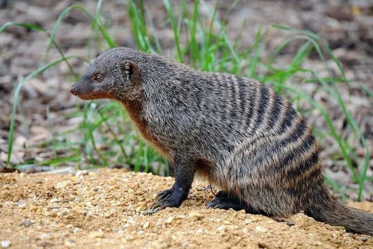 Полосатый мангуст