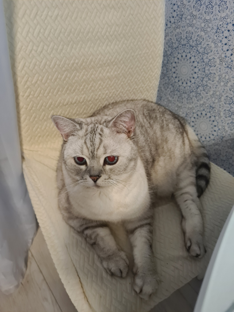 Британский кот