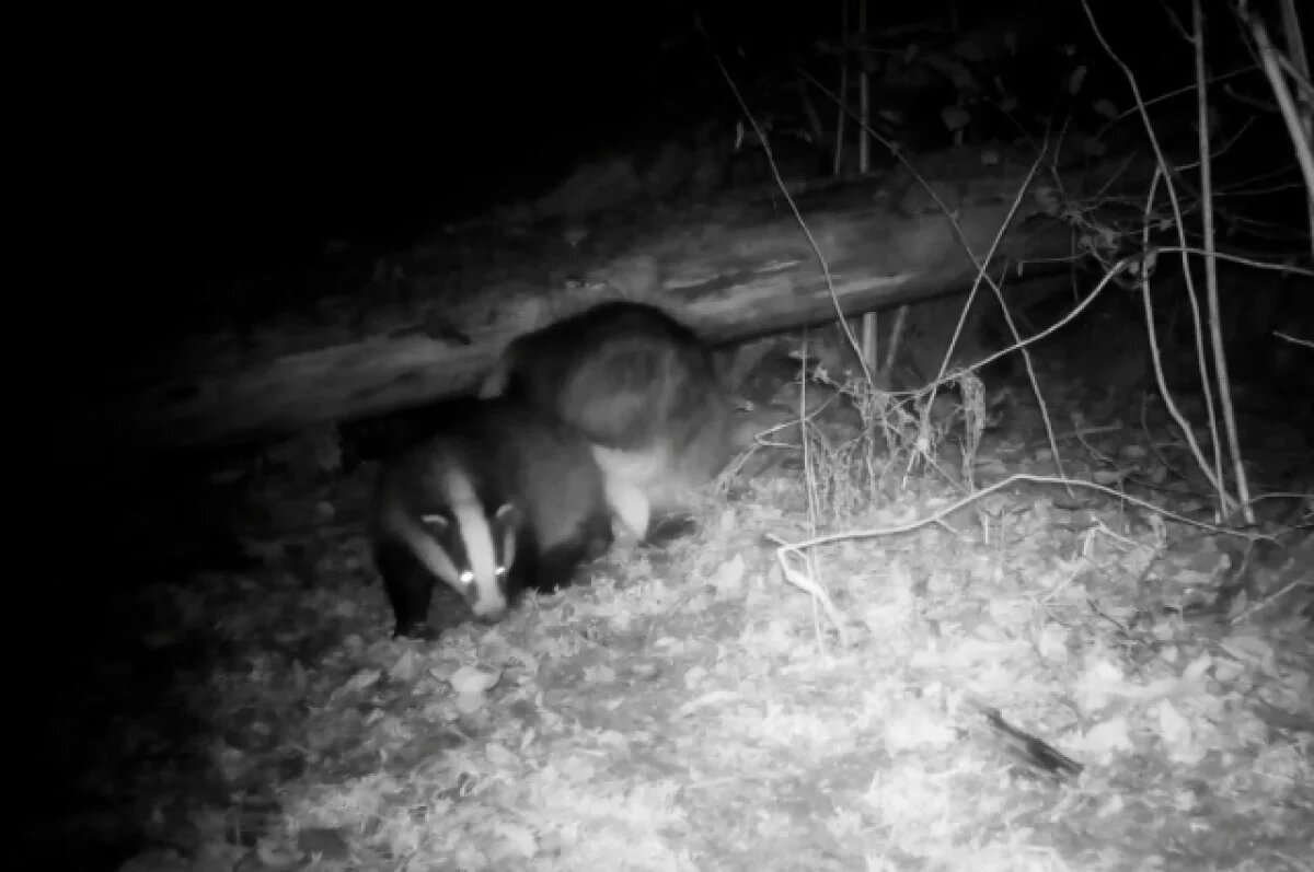    В Ленобласти «потолстевшая» парочка барсуков готовится к зимней спячке