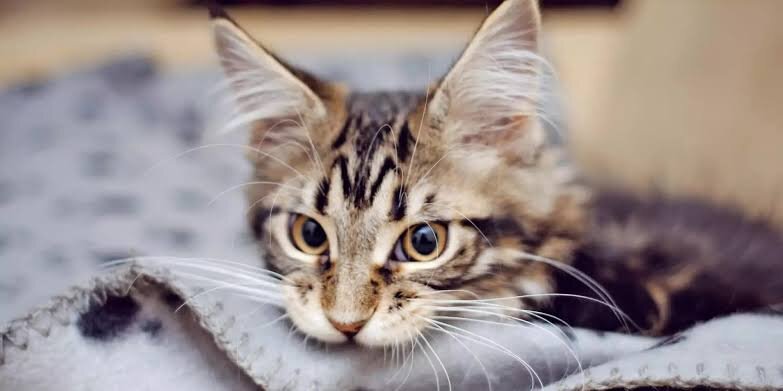 Фото из Интернета.