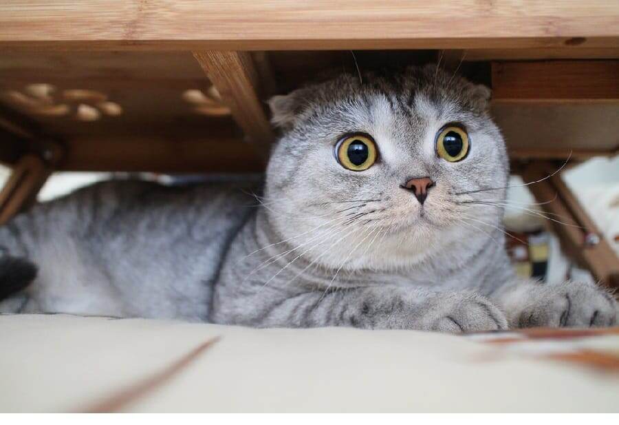 Фото из Интернета.