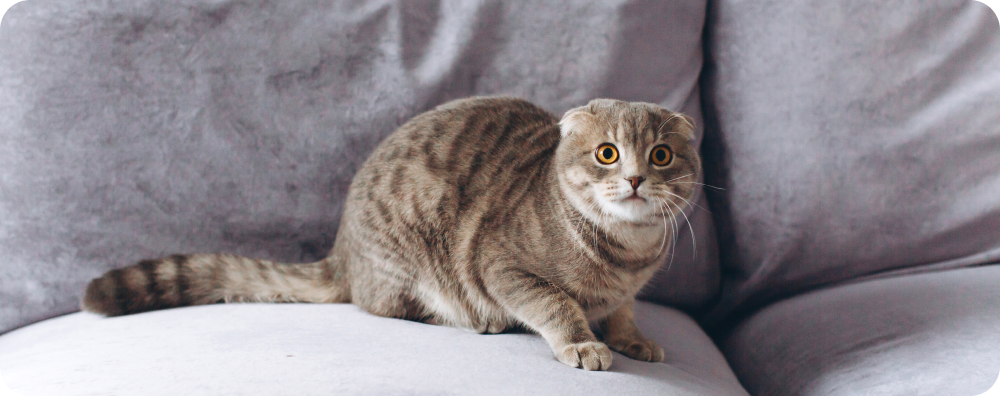 Фото из Интернета.