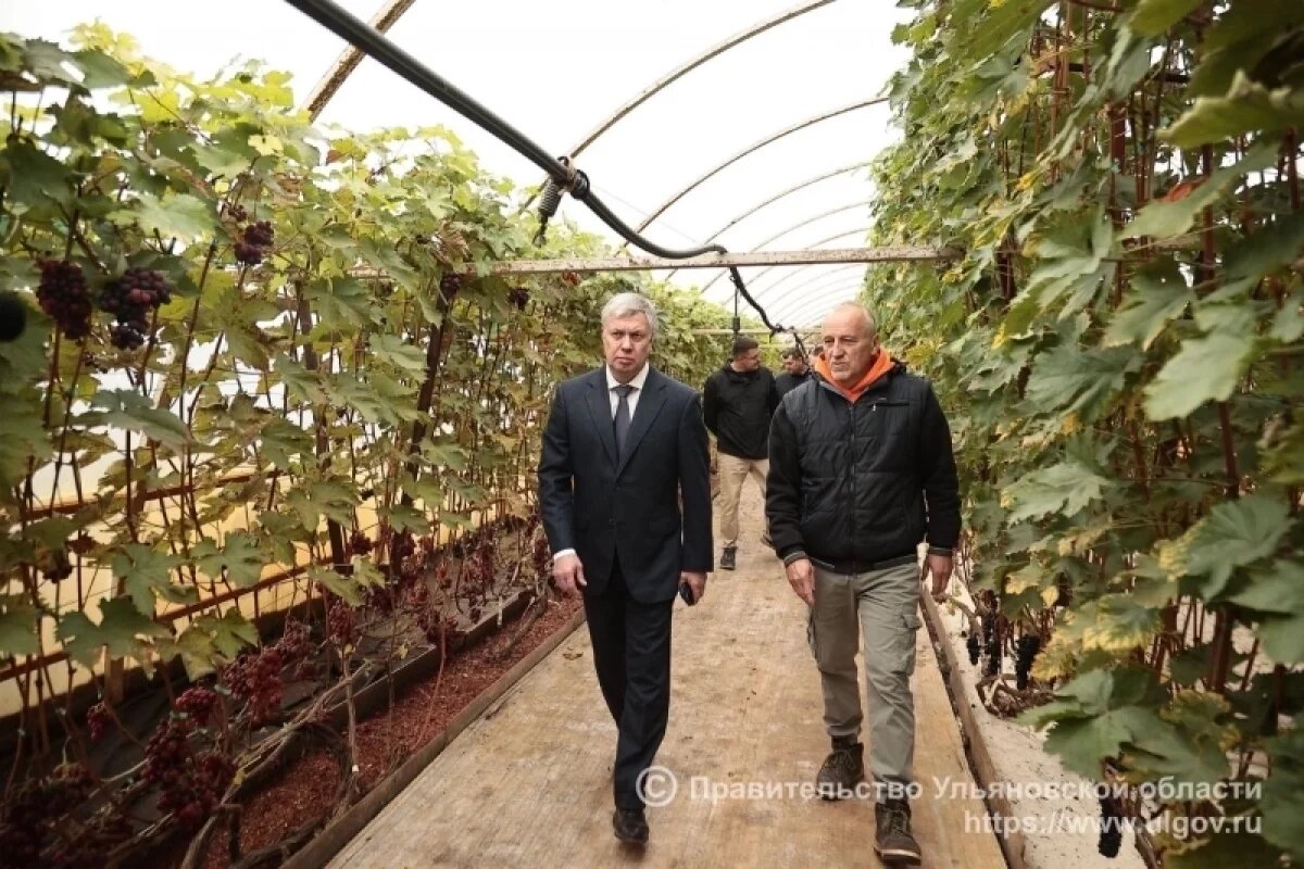    Ульяновский фермер показал губернатору, как выращивают саженцы винограда