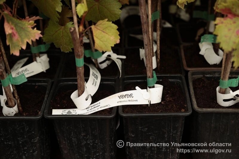    Фото: Правительство Ульяновской области