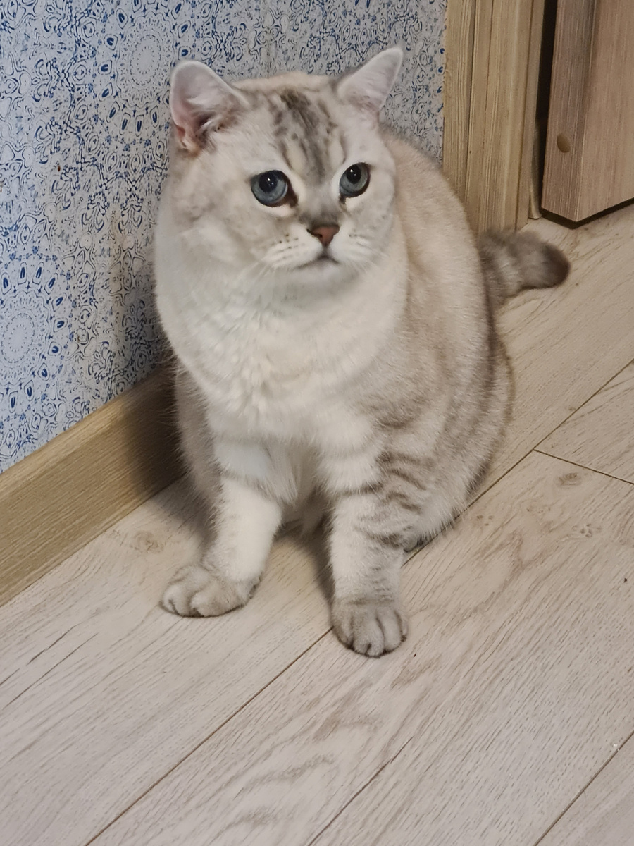 Британский кот.