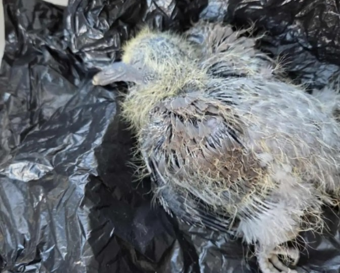 Птенец голубя выпал из гнезда 🐦