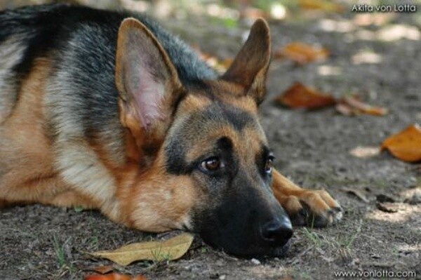 Фото из Яндекса