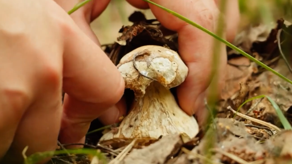 ФОТО: Кадр из программы "Купи-продай", РЕН ТВ