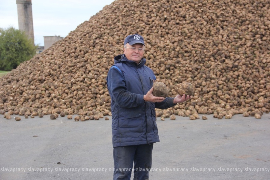     "Сладкий" сезон: как в Тимковичах свеклу принимают