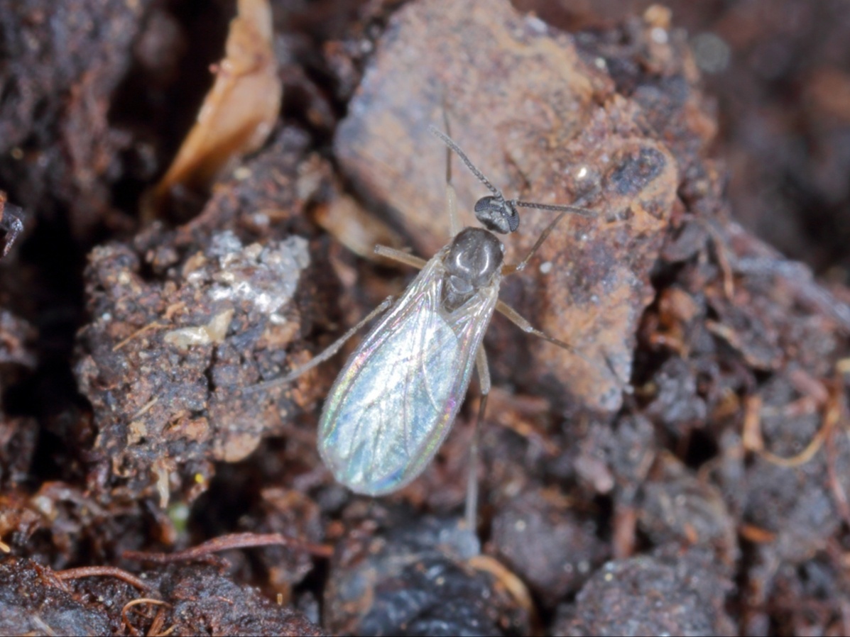 Почвенный комарик. Фото: shutterstock.com