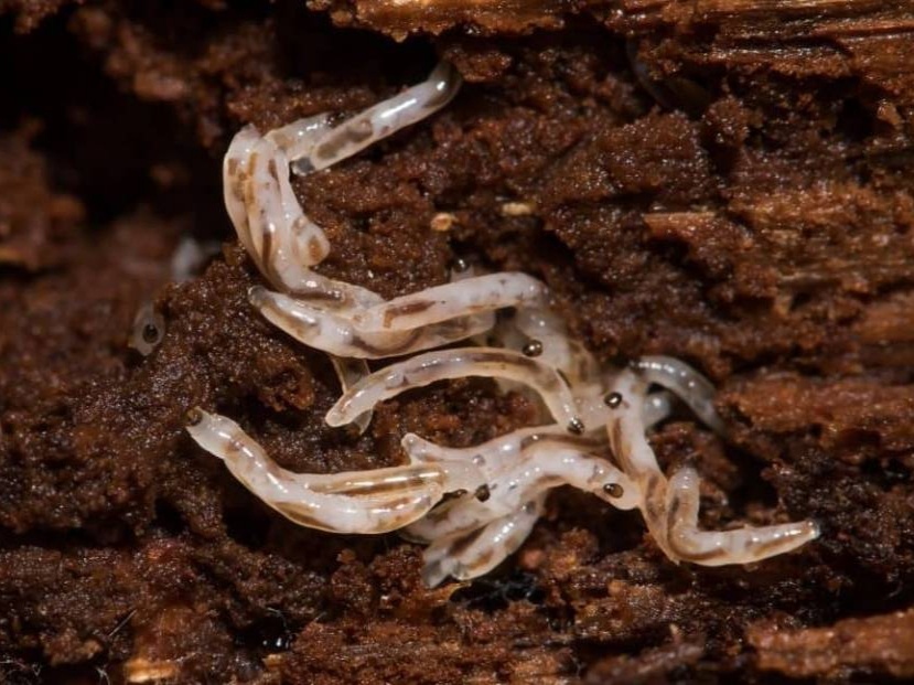 Личинки почвенных комариков. Фото: agrostory.com