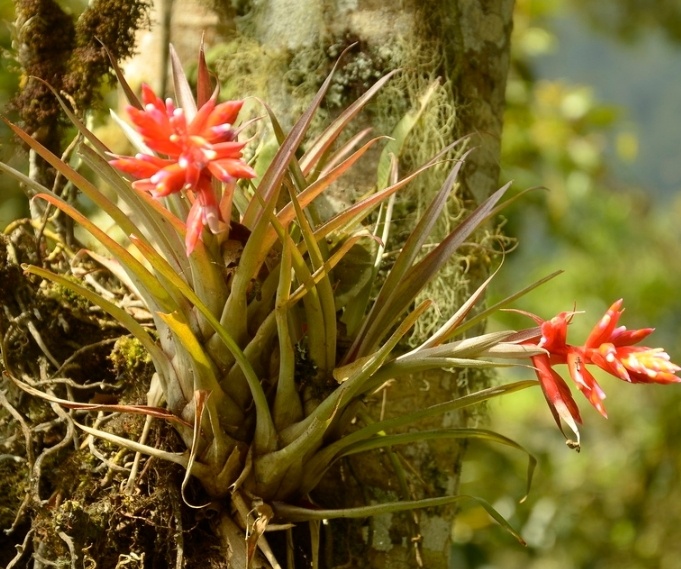 Tillandsia archeri фото inaturalist.