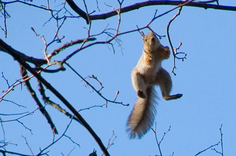 Фото из сторонних источников. "Белкмен".