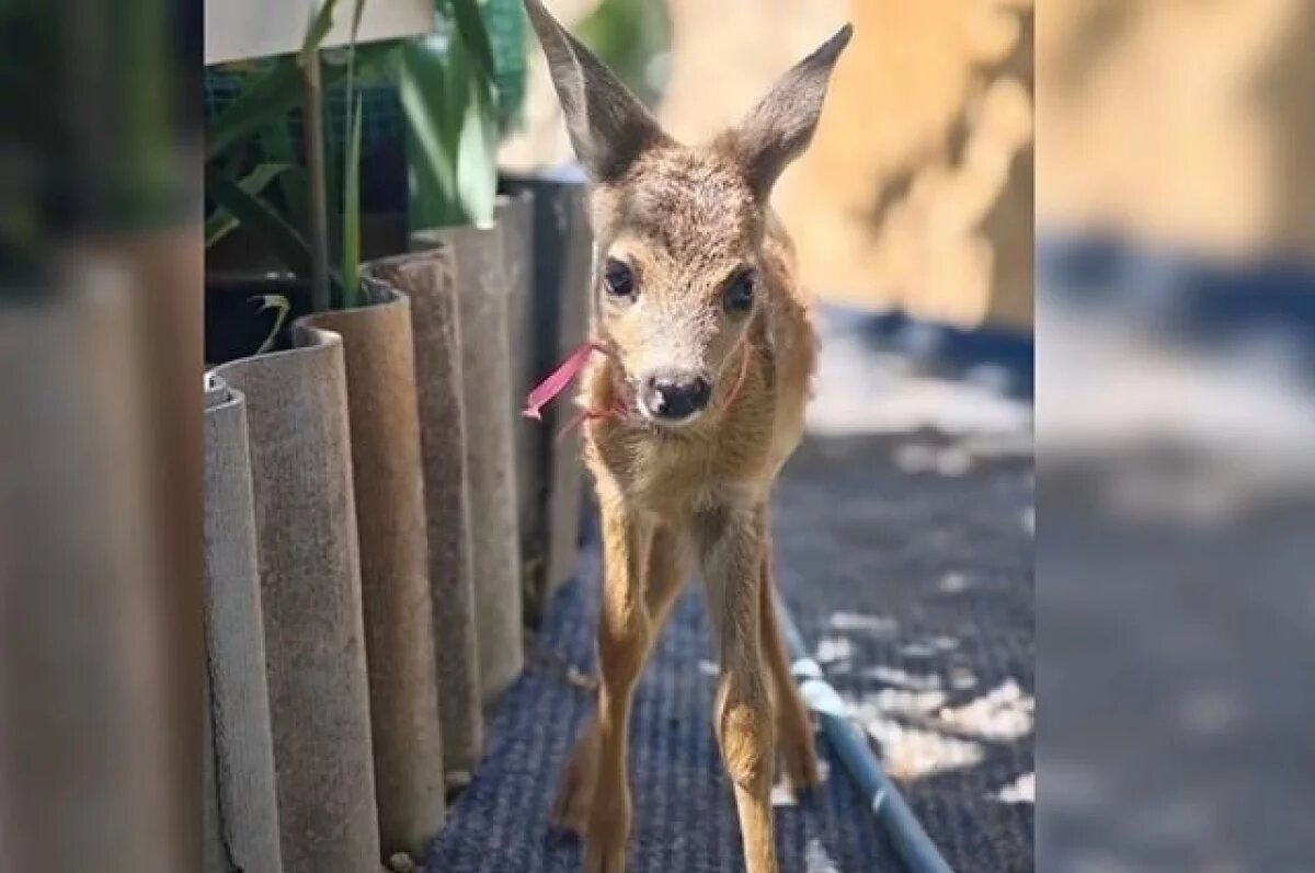    В Севастополе дикие звери загрызли спасенного военными олененка Бэмби