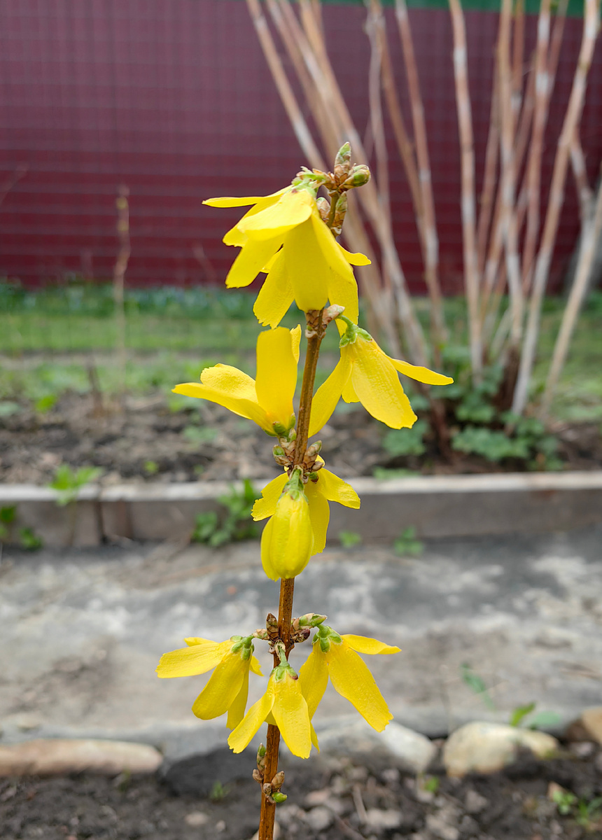 Моё фото форзиции 