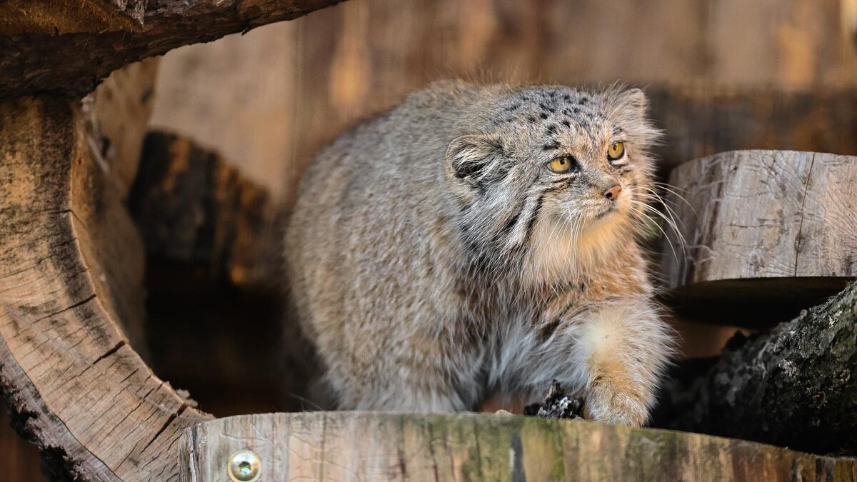    Фото: vk.com/spbzoopark