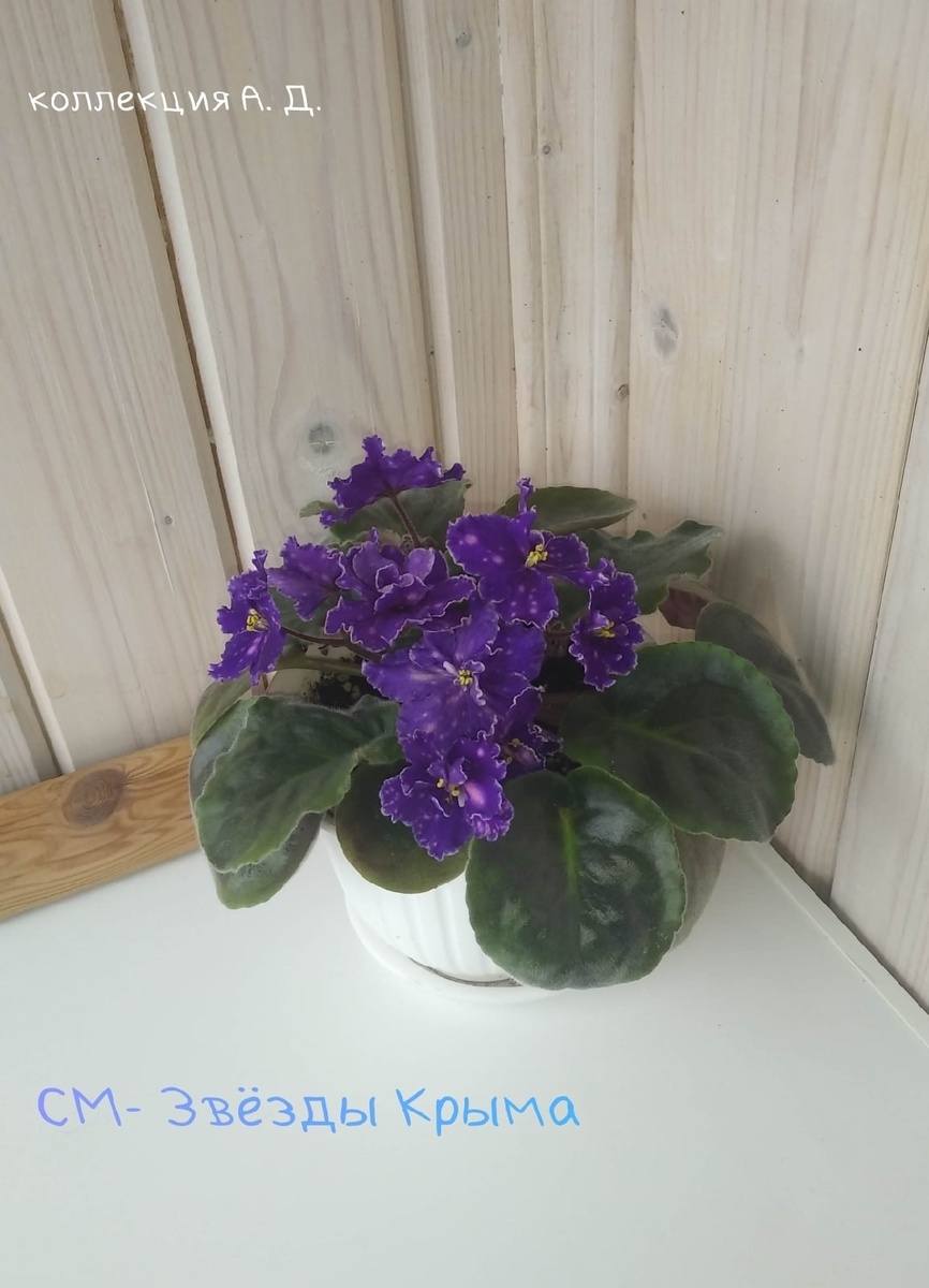 Фото: Денис Антишин