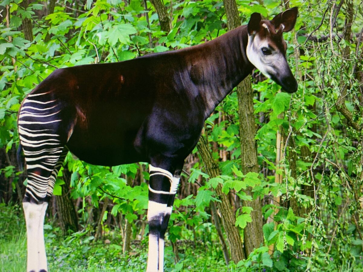 привет я окапи - брат жирафа