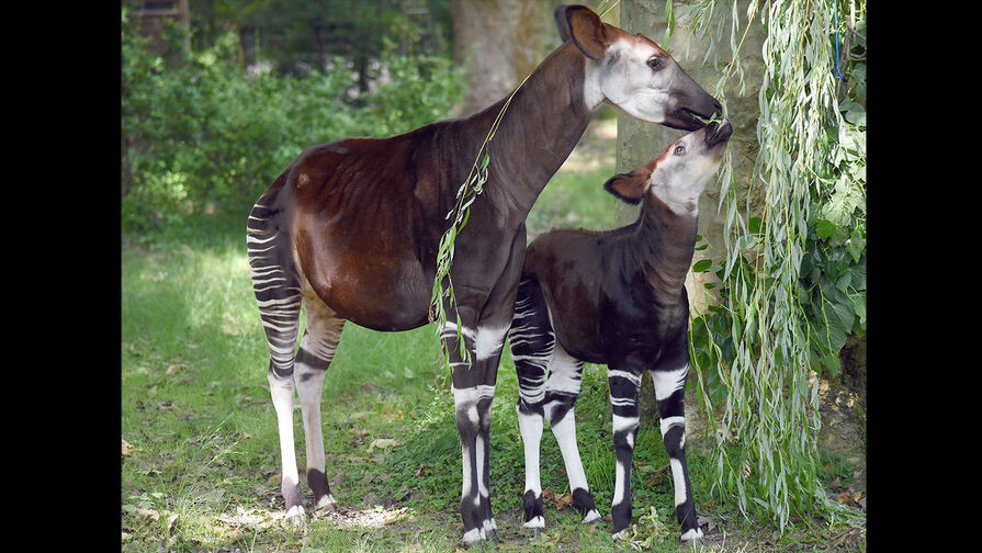 сынок, попробуй, это вкусно