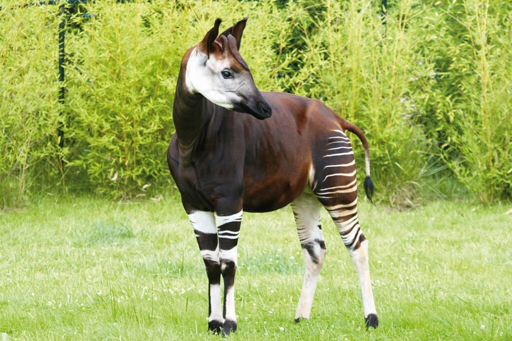 просто красавчик