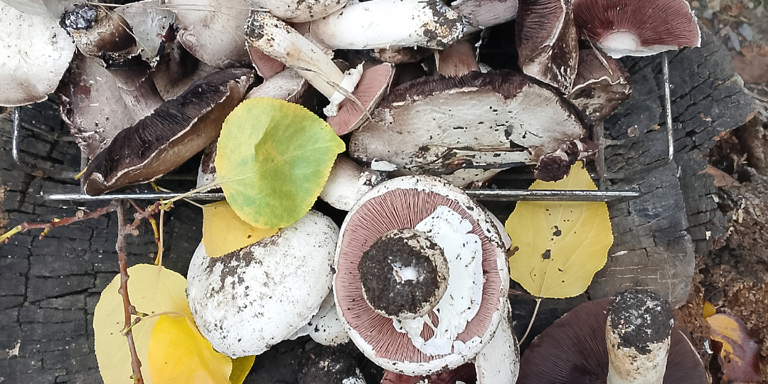 Осенние заметочки понемногу о многом