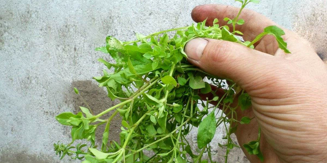 Как избавиться от мокрицы на участке навсегда: бюджетное решение проблемы кислых почв 🚫