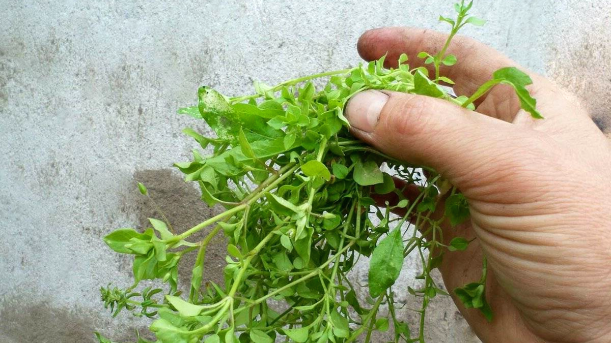 Почему важно бороться с мокрицей на участке в саду и огороде