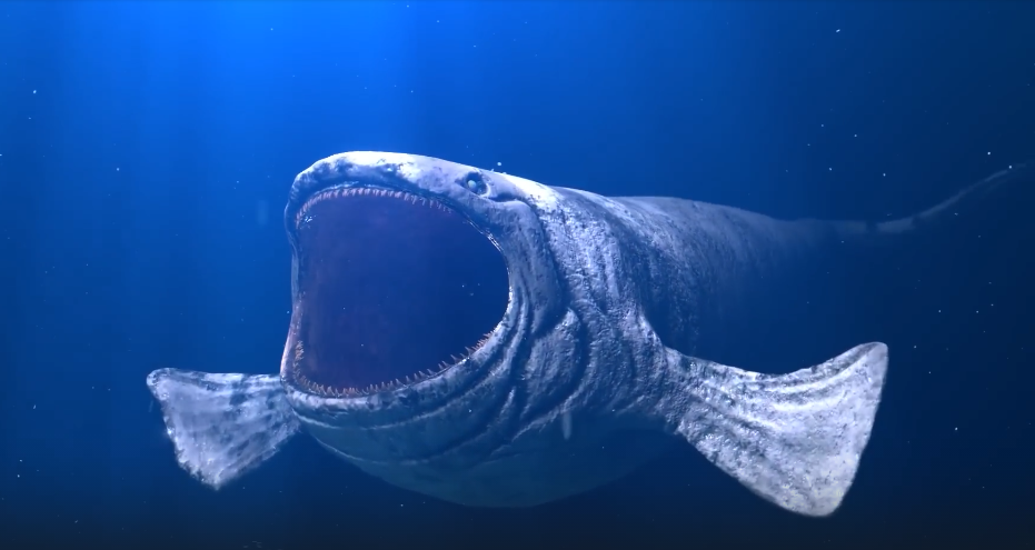 Рыба-кит