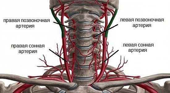 Шейный остеохондроз: Как распознать, что проблема не в мышцах, а в позвоночнике.