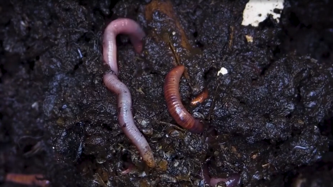 Дождевой червь