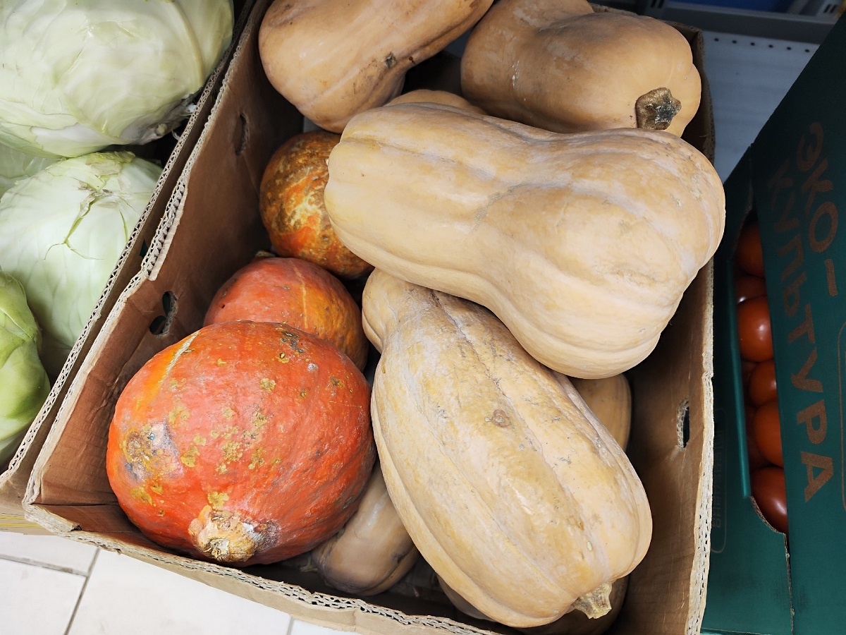    Агрономы дали ответ на частый вопрос: когда убирать тыкву с грядки — 4 верных признака
