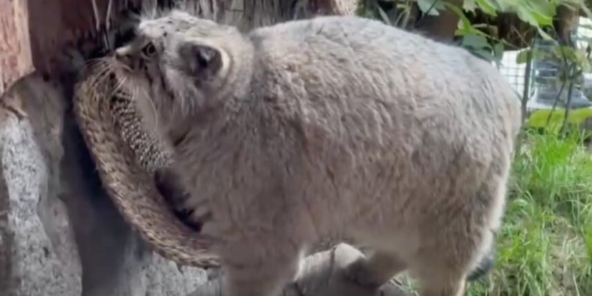    Скриншот видео Ленинградского зоопарка
