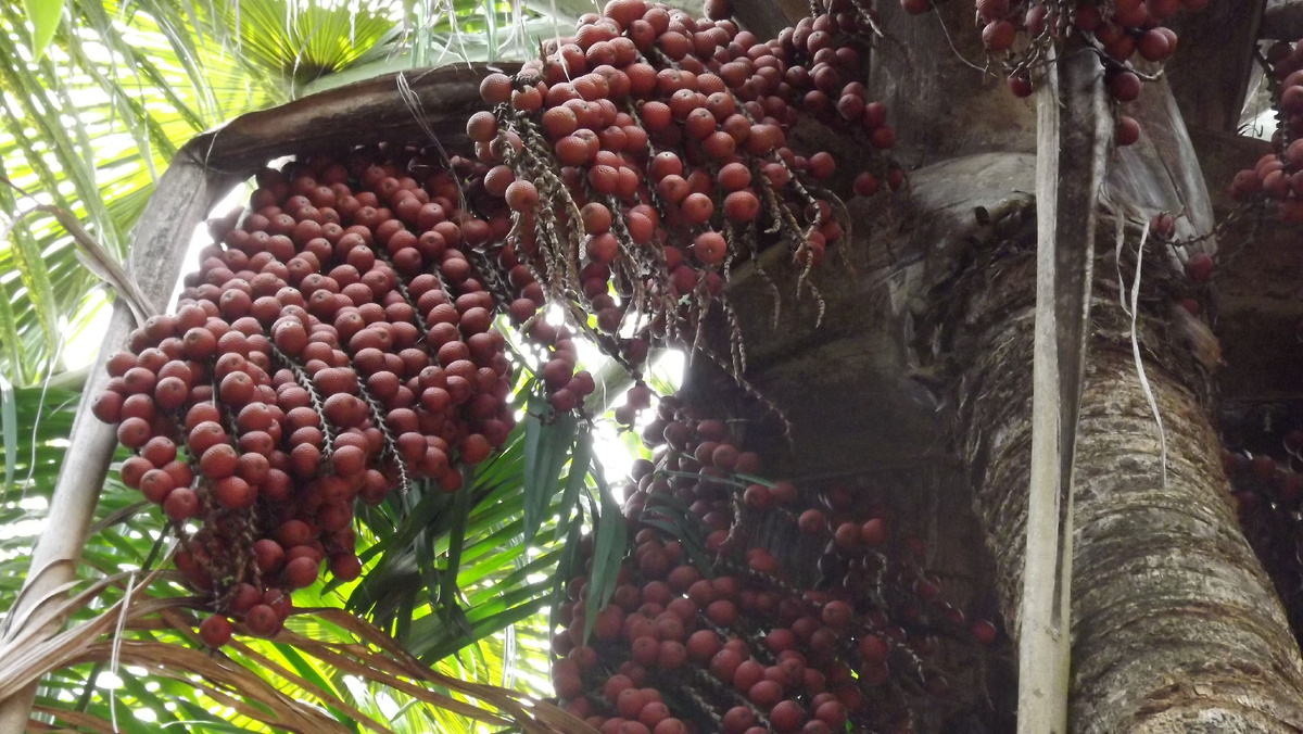 так растут плоды мавриции извилистой