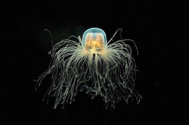 Медуза Turritopsis