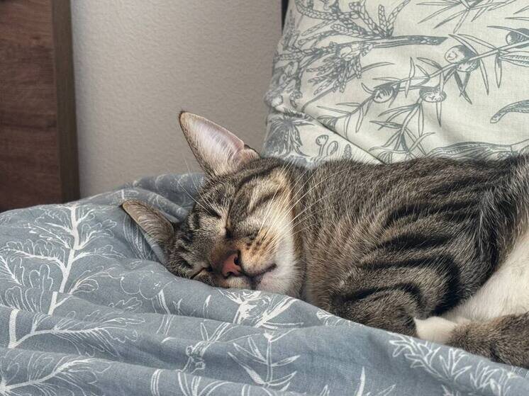     Кошки — довольно независимые животные, поэтому во время их дрессировки важно соблюдать три главных принципа. Фото: Архив МК в Великом Новгороде