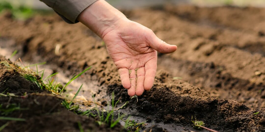 Цветы, которые можно посеять под зиму