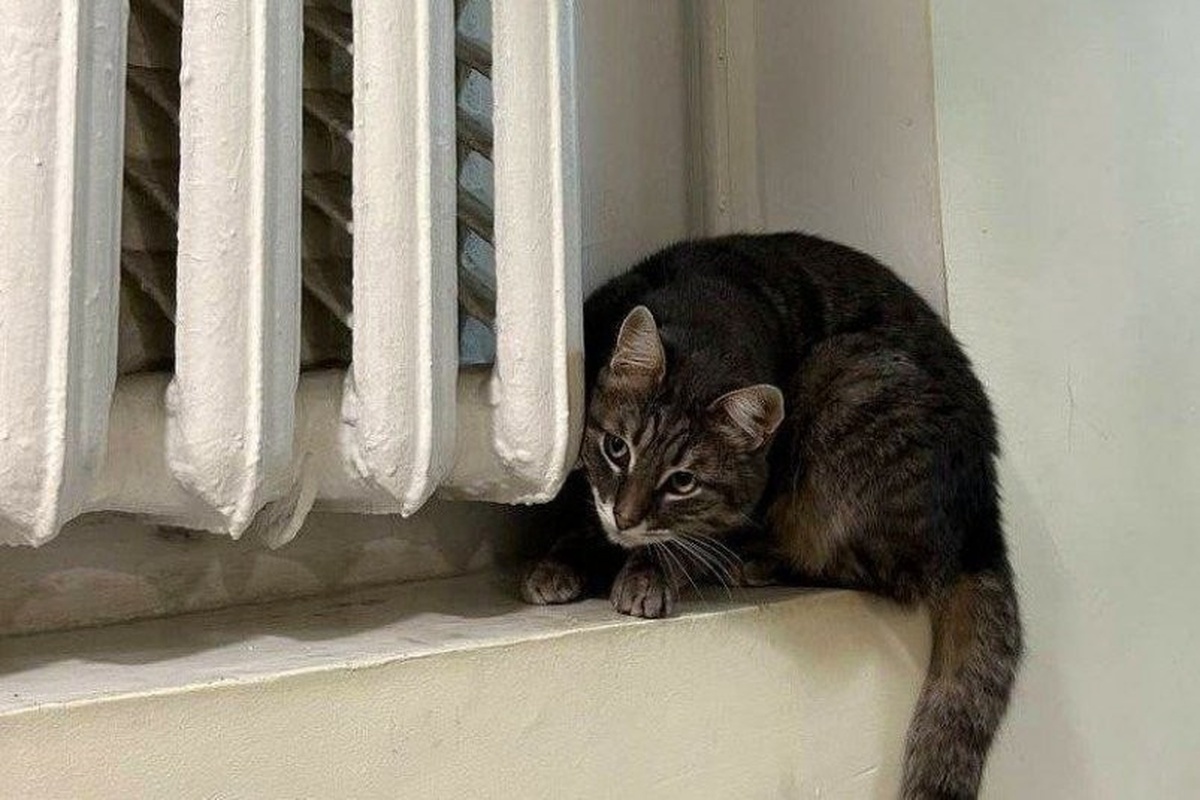    Фото: администрация Симферополя; источник:simadm.ru