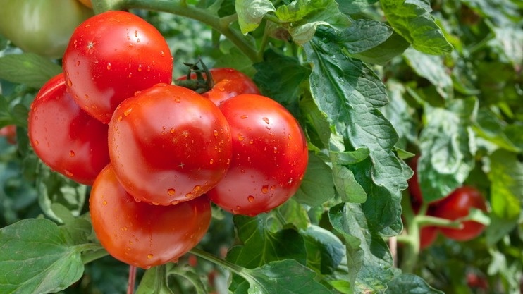 Сочные томаты проверенных сортов