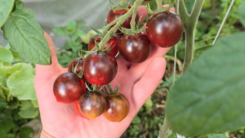 Красивая форма не компенсирует отвратительный вкус и текстуру